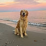 dog, golden_retriever, beach, sand, seashells, ocean, sunset, water, waves, sky, clouds, pet, animal, outdoor, nature, smiling, sitting, happy, collar, canine