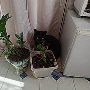 Lavender joined the competition — help win amazing prizes! animal, appliance, black_cat, cat, container, corner, curtain, floor, green_leaves, hiding, home, houseplant, indoor, pet, plant, pot, potted_plant, shadow, soil, tile