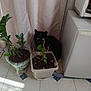 animal, appliance, black_cat, cat, container, corner, curtain, floor, green_leaves, hiding, home, houseplant, indoor, pet, plant, pot, potted_plant, shadow, soil, tile