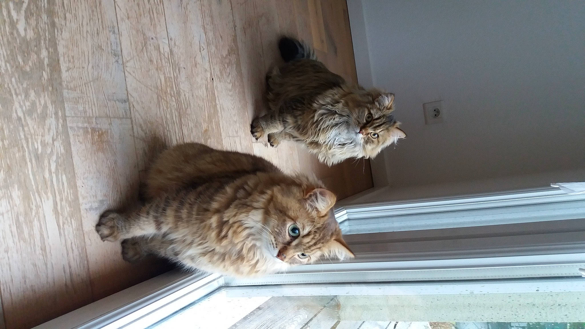 Lenny a rejoint le concours — aidez-le/la à gagner de superbes lots ! carnivore, cat, comfort, domestic_short_haired_cat, door, felidae, fur, grey, hardwood, room, small_to_medium_sized_cats, tail, terrestrial_animal, whiskers, window, window_covering, wood