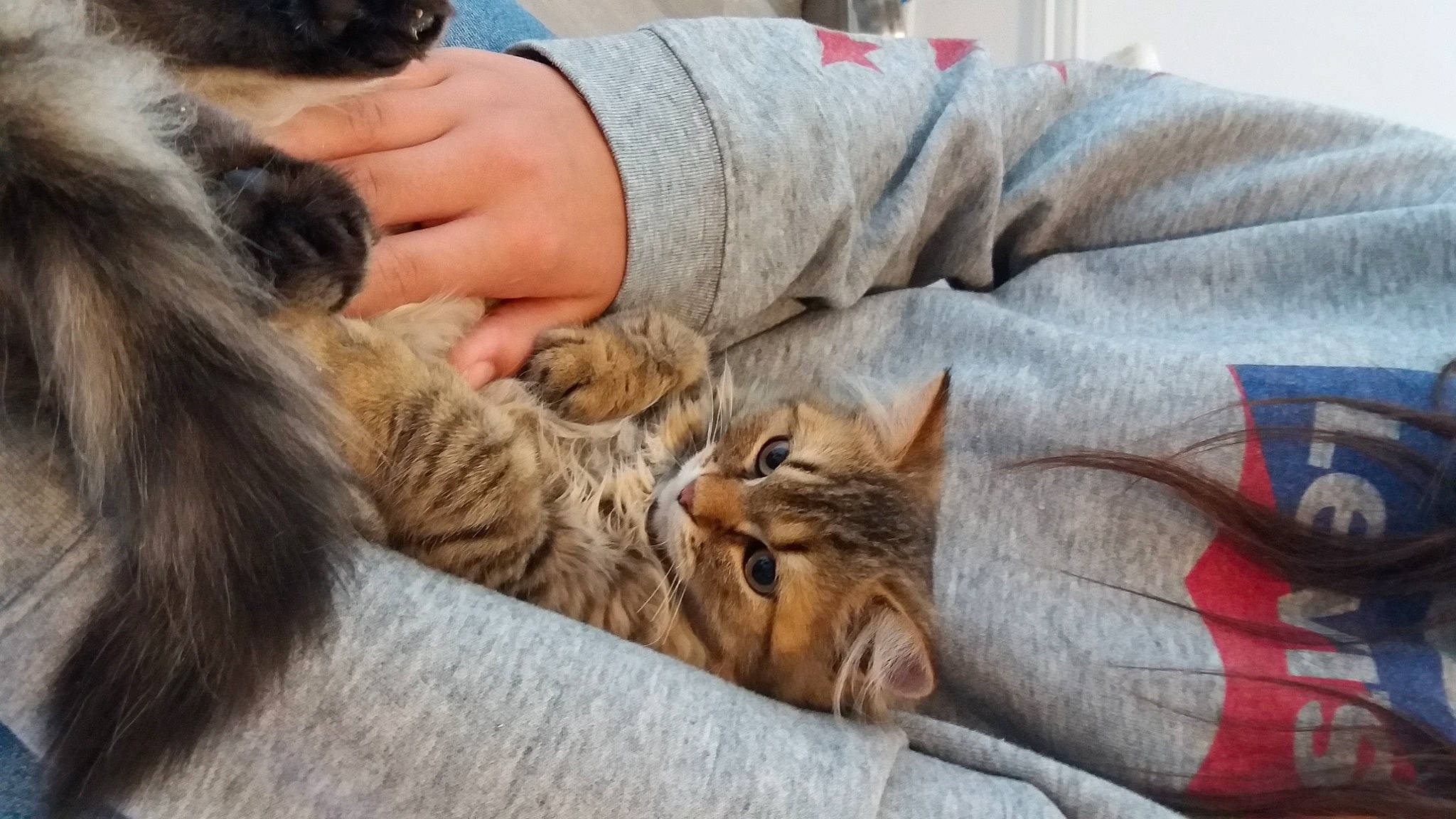 Lenny participe au concours pour gagner de l'argent avec cette photo : bedding, blanket, carnivore, cat, claw, comfort, couch, domestic_short_haired_cat, fawn, felidae, fur, linens, nap, paw, small_to_medium_sized_cats, whiskers, wildlife