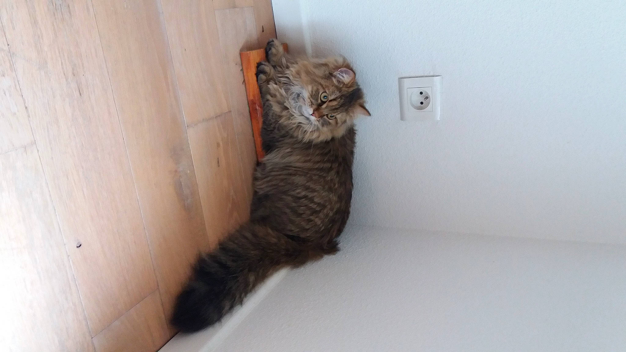 Lenny participe au concours pour gagner de l'argent avec cette photo : brown, carnivore, cat, domestic_short_haired_cat, door, felidae, flooring, fur, grey, hardwood, room, small_to_medium_sized_cats, snout, tail, terrestrial_animal, wall_plate, whiskers, wood