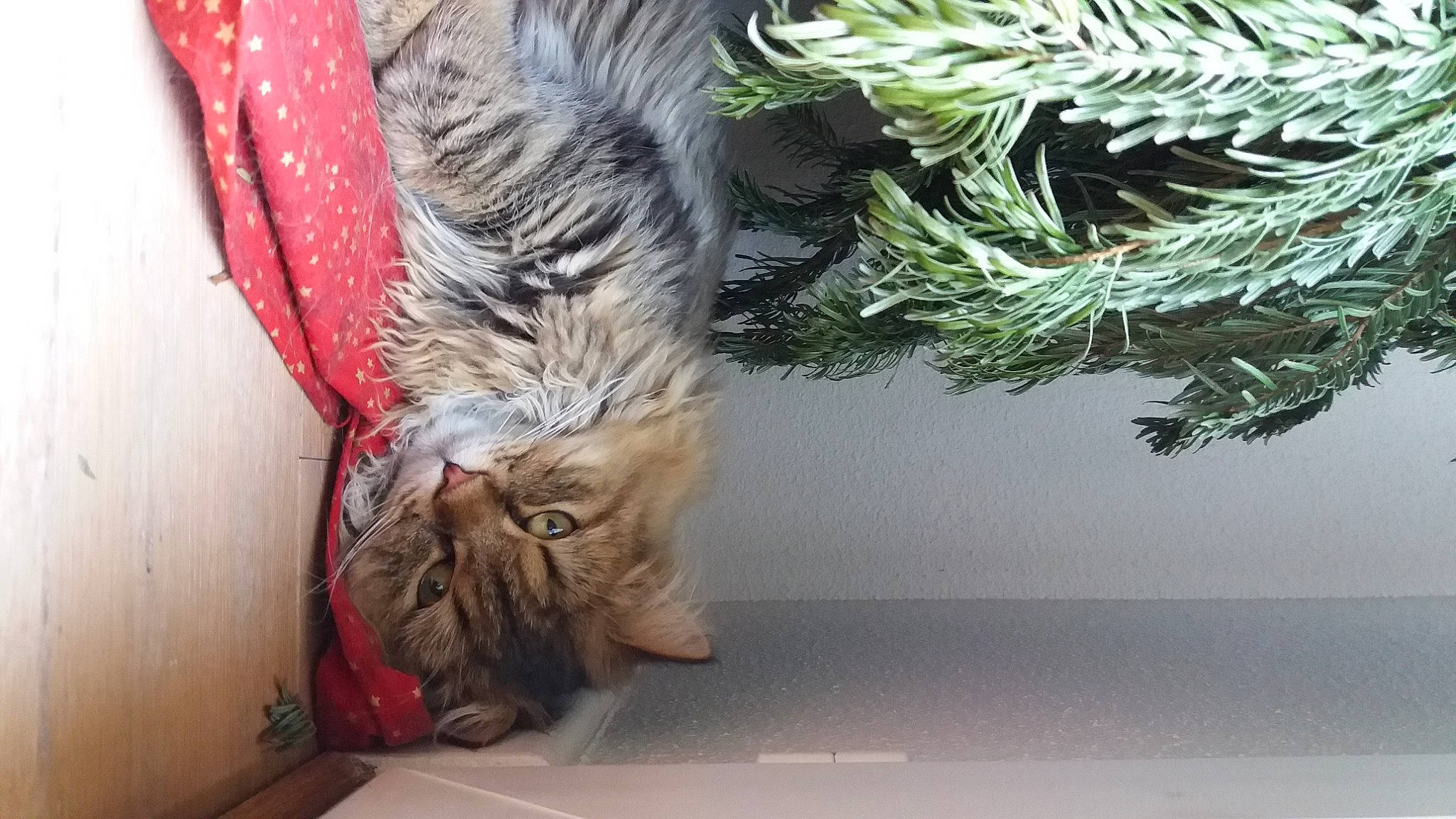 Lenny a rejoint le concours — aidez-le/la à gagner de superbes lots ! carnivore, cat, comfort, conifer, domestic_short_haired_cat, evergreen, felidae, foot, fur, grass, human_leg, organism, plant, small_to_medium_sized_cats, snout, tail, tree, whiskers, window, wood