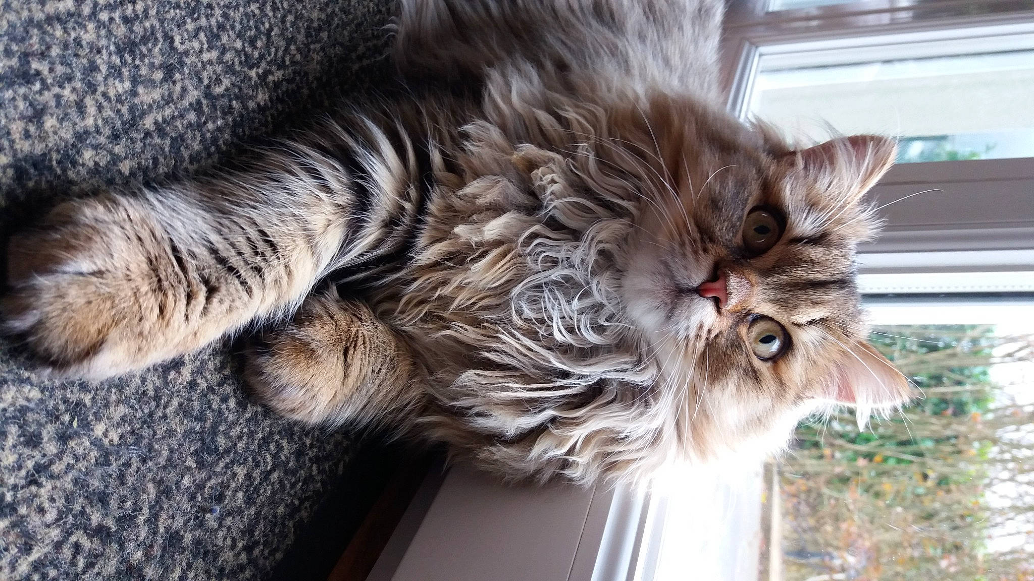 Lenny a rejoint le concours — aidez-le/la à gagner de superbes lots ! british_longhair, carnivore, cat, claw, comfort, domestic_short_haired_cat, eye, felidae, fur, maine_coon, mammal, norwegian_forest_cat, paw, siberian, small_to_medium_sized_cats, snout, tail, terrestrial_animal, whiskers, window