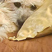 Dasher joined the competition — help win amazing prizes! dog, fluffy, white, pillow, yellow, brown, quilt, resting, sleepy, pet, fur, closeup, cozy, indoor, animal, cute, portrait, relaxed, texture, soft