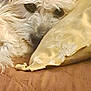 dog, fluffy, white, pillow, yellow, brown, quilt, resting, sleepy, pet, fur, closeup, cozy, indoor, animal, cute, portrait, relaxed, texture, soft
