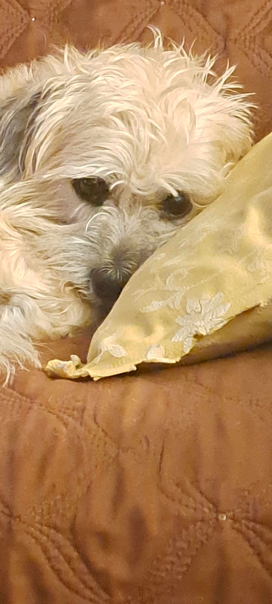 Dasher