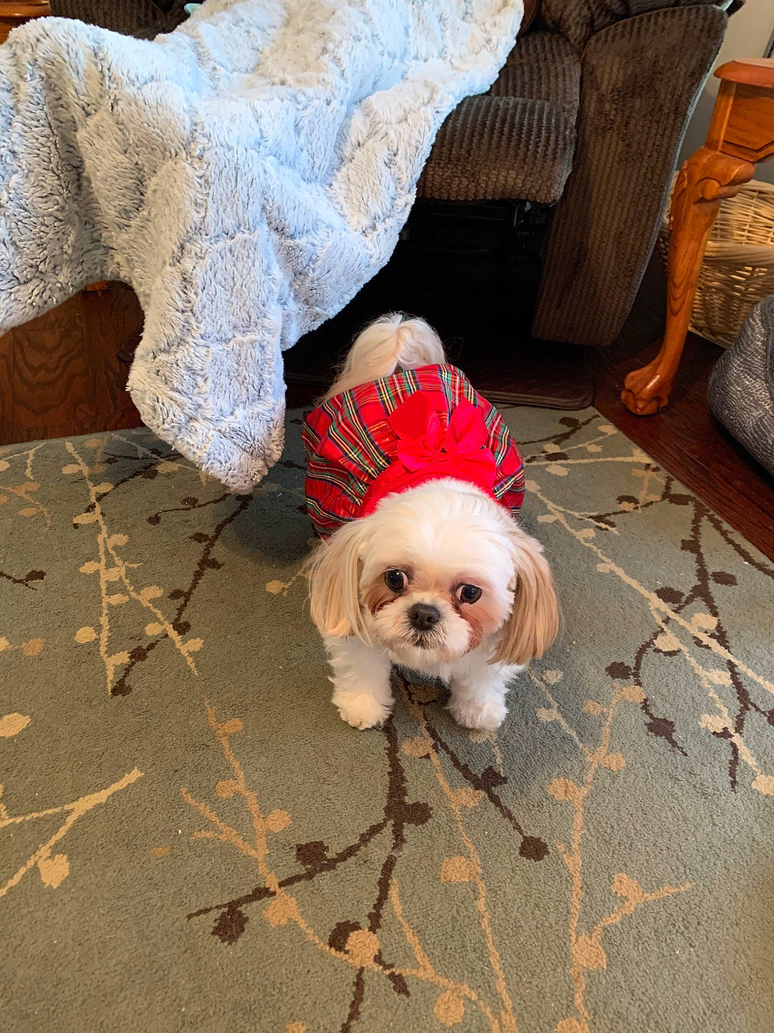 Bella joined the competition — help win amazing prizes! canidae, carnivore, cavachon, cavalier_king_charles_spaniel, chinese_imperial_dog, christmas, companion_dog, dog, dog_breed, dog_clothes, fawn, flooring, fur, king_charles_spaniel, lhasa_apso, puppy, shih_tzu, snout, sporting_group, toy_dog