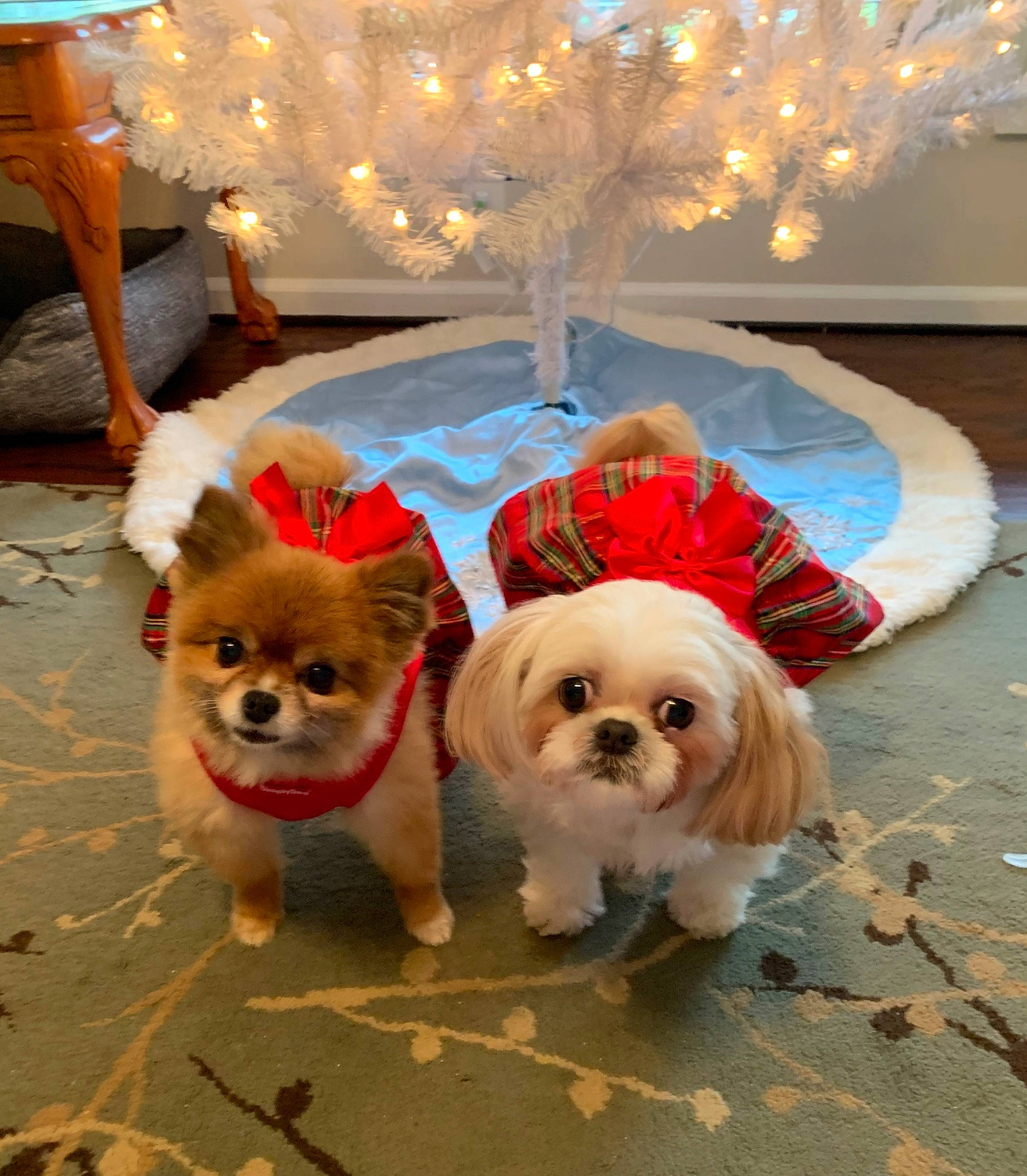 Bella is registered to the contest to win money with this photo: canidae, carnivore, cavachon, chinese_imperial_dog, christmas, companion_dog, dog, dog_breed, dog_clothes, fawn, japanese_chin, mammal, pekingese, pomeranian, puppy, shih_tzu, snout, sporting_group, tibetan_spaniel, toy_dog