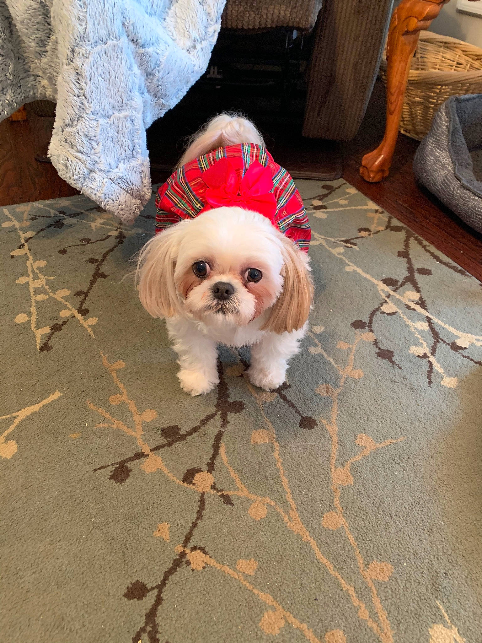 Bella is registered to the contest to win money with this photo: canidae, carnivore, cavachon, chinese_imperial_dog, companion_dog, dog, dog_breed, dog_clothes, flooring, lhasa_apso, maltepoo, mammal, non_sporting_group, pekapoo, poodle_crossbreed, puppy, shih_tzu, snout, sporting_group, toy_dog