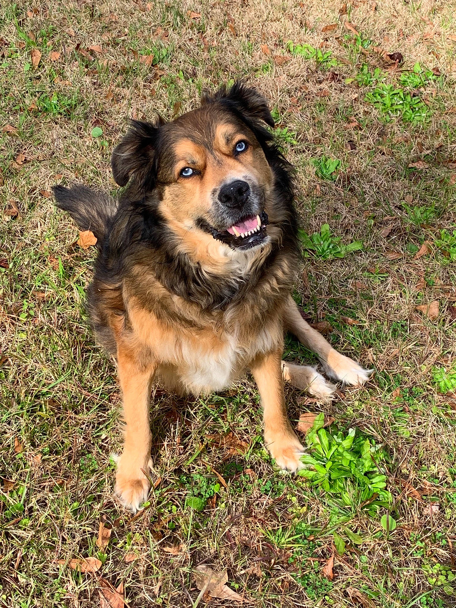Toby joined the competition — help win amazing prizes! aidi, basque_shepherd_dog, canidae, carnivore, companion_dog, dog, dog_breed, english_shepherd, mammal, rare_breed_dog, sporting_group, vertebrate, working_dog
