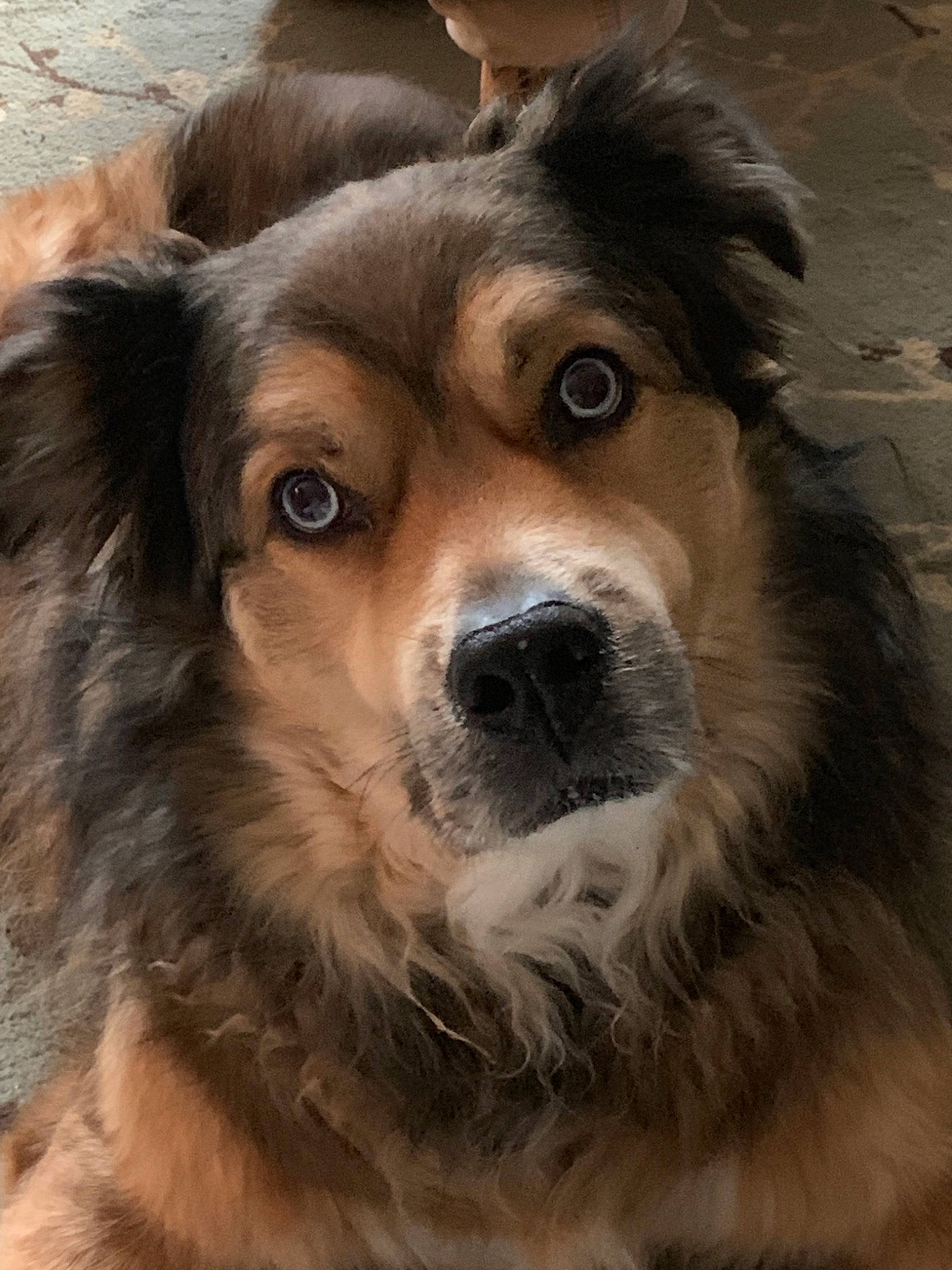 Toby joined the competition — help win amazing prizes! ancient_dog_breeds, australian_shepherd, basque_shepherd_dog, canidae, carnivore, companion_dog, dog, dog_breed, english_shepherd, eye, fur, mammal, miniature_australian_shepherd, nose, rare_breed_dog, small_greek_domestic_dog, snout, sporting_group, vertebrate, whiskers