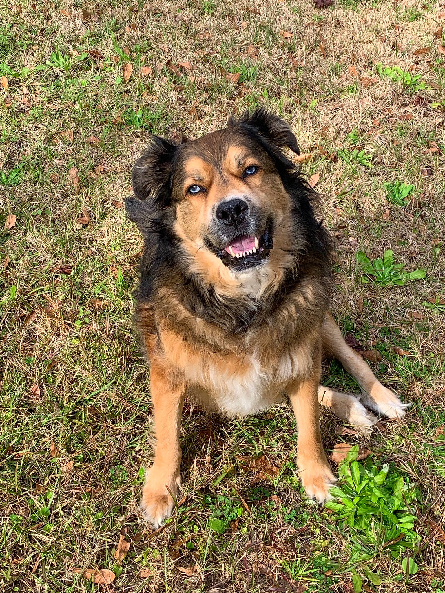 Toby joined the competition — help win amazing prizes! basque_shepherd_dog, canidae, carnivore, companion_dog, dog, dog_breed, grass, mammal, plant, rare_breed_dog, snout, sporting_group, vertebrate, working_dog