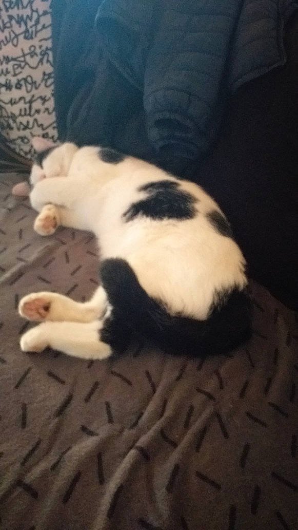 Pumpkin a rejoint le concours — aidez-le/la à gagner de superbes lots ! canidae, carnivore, cat, claw, felidae, fur, kitten, nap, paw, polydactyl_cat, sleep, small_to_medium_sized_cats, tail, whiskers