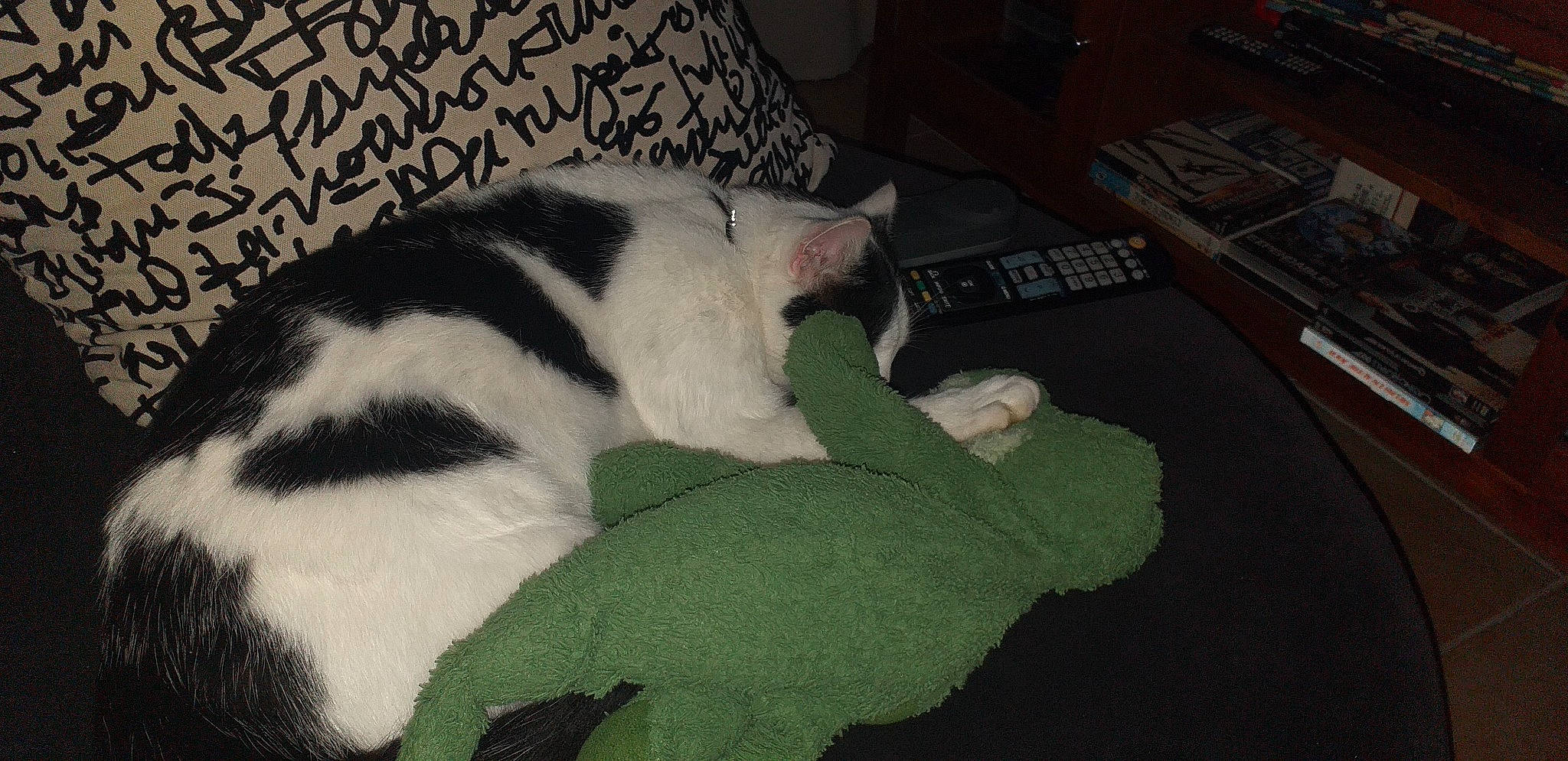 Pumpkin a rejoint le concours — aidez-le/la à gagner de superbes lots ! carnivore, cat, felidae, fur, nap, paw, sleep, small_to_medium_sized_cats, tail, whiskers