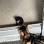 cat, kitten, tabby_cat, black_kitten, glass_door, floor, indoor, curious, pet, animal, feline, reflection, shadow, patterned_floor, door_frame, young_cat, looking, cute, small, domestic_animal