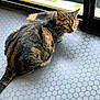 cat, tabby, animal, pet, indoor, floor, pattern, window, glass, curious, feline, whiskers, tail, ears, green_eyes, domestic_cat, sitting, natural_light, closeup, fur