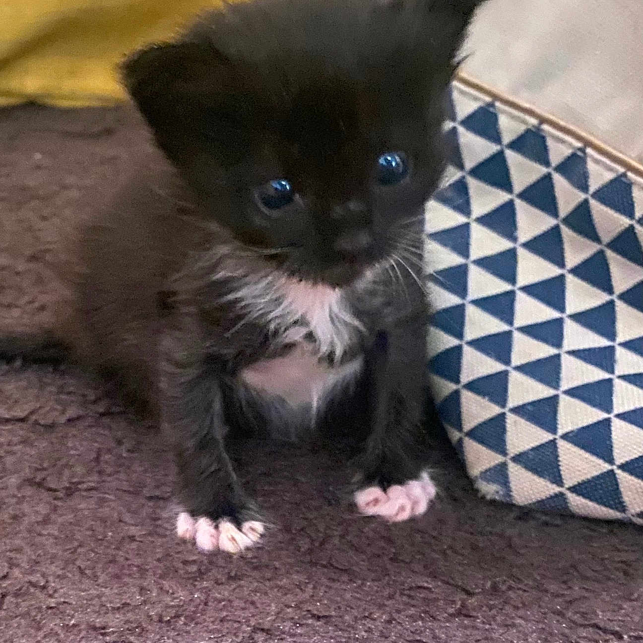 Yonna a rejoint le concours — aidez-le/la à gagner de superbes lots ! animal, bag, black_and_white, blue, brown, carpet, cat, curious, cute, fur, indoor, kitten, pattern, paws, pet, sitting, small, whiskers, white, young