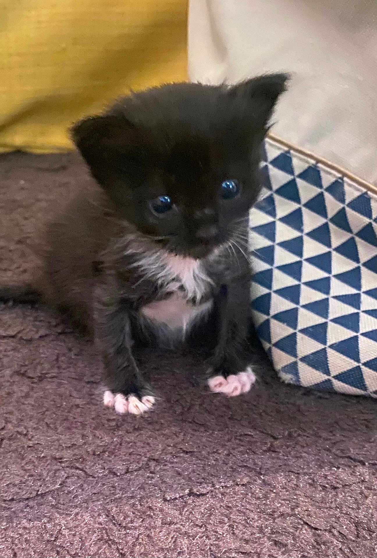 Yonna a rejoint le concours — aidez-le/la à gagner de superbes lots ! kitten, cat, black_and_white, small, cute, pet, indoor, fur, animal, whiskers, paws, carpet, bag, pattern, blue, white, brown, young, curious, sitting