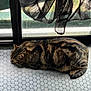 cat, tabby, indoor, floor, patterned_floor, glass_door, curtain, resting, relaxed, pet, animal, feline, striped, window, shadow, sunlight, cozy, domestic, lying_down, quiet