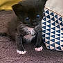 kitten, cat, black_and_white, small, cute, pet, indoor, fur, animal, whiskers, paws, carpet, bag, pattern, blue, white, brown, young, curious, sitting