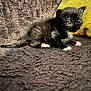 Yonna a rejoint le concours — aidez-le/la à gagner de superbes lots ! kitten, black_and_white, cat, pet, animal, feline, baby_animal, curious, blue_eyes, small, cute, indoor, cushion, textured_surface, fur, whiskers, young, sitting, close_up, soft_light