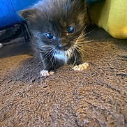 Yonna participe au concours pour gagner de l'argent avec cette photo : kitten, cat, black_cat, white_paws, whiskers, small, cute, curious, indoor, carpet, texture, blue_background, yellow_background, pet, animal, feline, young, fur, closeup, floor