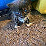 kitten, cat, black_cat, white_paws, whiskers, small, cute, curious, indoor, carpet, texture, blue_background, yellow_background, pet, animal, feline, young, fur, closeup, floor