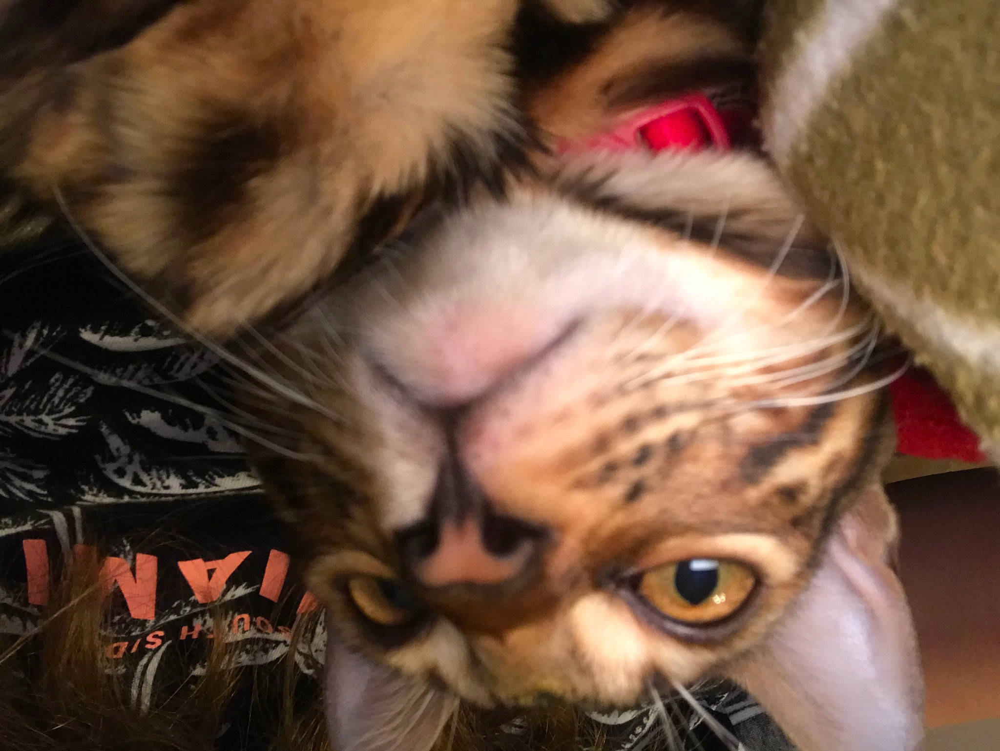 Oscar joined the competition — help win amazing prizes! carnivore, cat, claw, close_up, domestic_short_haired_cat, ear, fawn, felidae, fur, paw, small_to_medium_sized_cats, snout, whiskers, wildlife