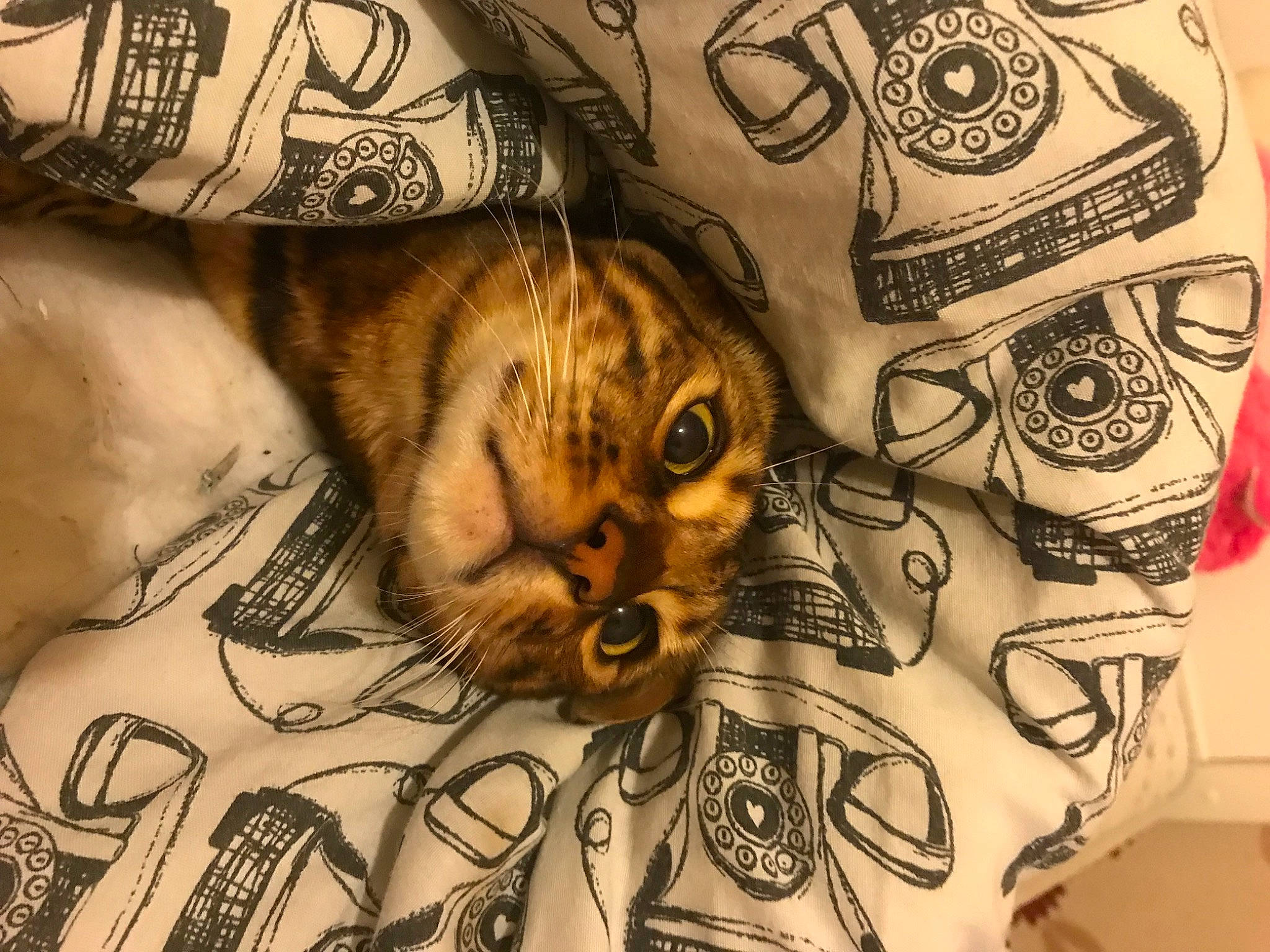 Oscar is registered to the contest to win money with this photo: beard, carnivore, cat, chest, domestic_short_haired_cat, eyewear, facial_hair, felidae, font, fur, pattern, paw, sleeve, small_to_medium_sized_cats, t_shirt, tattoo, temporary_tattoo, textile, visual_arts, whiskers