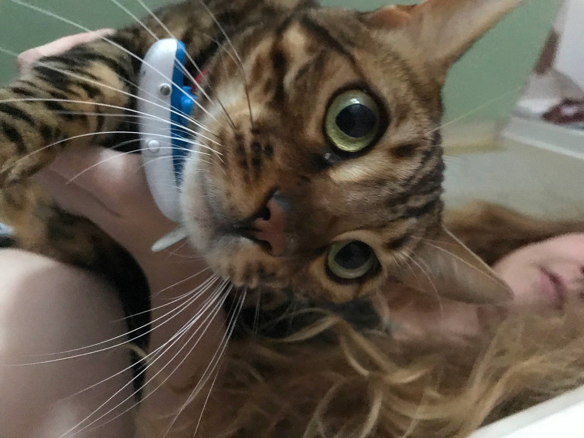 Oscar is registered to the contest to win money with this photo: carnivore, cat, claw, close_up, comfort, domestic_short_haired_cat, ear, eyelash, fawn, felidae, fur, iris, paw, pet_supply, small_to_medium_sized_cats, snout, terrestrial_animal, whiskers, wildlife