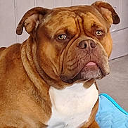 Locky participe au concours pour gagner de l'argent avec cette photo : animal, brown, bulldog, canine, companion, dog, domestic, ears, face, floor, fur, indoor, looking, pet, portrait, quilted_mat, resting, tongue, wall, white