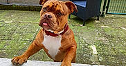 Locky participe au concours pour gagner de l'argent avec cette photo : animal, architecture, armchair, boxer, building, bulldog, canine, chair, couch, den, dog, frenchbulldog, furniture, handrail, hound, housing, indoors, pet, pitbull, puppy