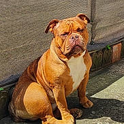 Locky participe au concours pour gagner de l'argent avec cette photo : animal, brown, bulldog, canine, concrete, daylight, dog, ears, outdoor, paws, pet, resting, shadow, short_fur, sitting, sunlight, texture, wall, white_chest, wrinkles