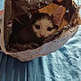 Angy participe au concours pour gagner de l'argent avec cette photo : animal, bag, bed, blue_bedspread, cat, curious, cute, ears, feline, fur, home, indoor, kitten, peeking, pet, playful, resting, small, soft_light, whiskers