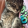 Lharpak a rejoint le concours — aidez-le/la à gagner de superbes lots ! cat, kitten, sleeping, tabby, furry, closeup, cute, pet, animal, resting, soft, fur, face, whiskers, paw, cozy, indoor, human_arm, clothing, colorful