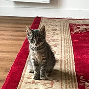 Lharpak participe au concours pour gagner de l'argent avec cette photo : kitten, cat, gray_tabby, sitting, carpet, rug, red_border, wooden_floor, indoor, pet, animal, cute, curious, young, feline, whiskers, ears, flooring, home, domestic