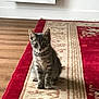 kitten, cat, gray_tabby, sitting, carpet, rug, red_border, wooden_floor, indoor, pet, animal, cute, curious, young, feline, whiskers, ears, flooring, home, domestic