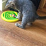 Lharpak participe au concours pour gagner de l'argent avec cette photo : kitten, gray_tabby, toy, frisbee, lollipop, wooden_floor, basket, cardboard_box, indoor, pet, playful, paw, curious, floor, closeup, young_cat, domestic_cat, feline, animal, home