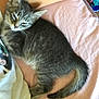 kitten, cat, sleepy, gray_tabby, pet, bed, bedsheet, pink, person, shirt, graphic_print, fur, tail, cute, domestic_animal, resting, indoor, animal, young_cat, cozy