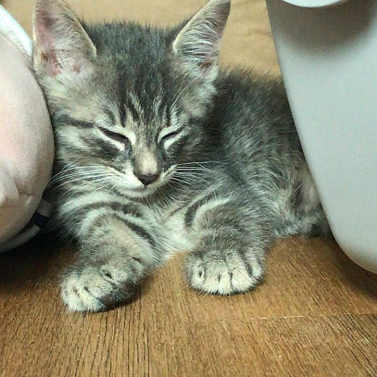 Lharpak a rejoint le concours — aidez-le/la à gagner de superbes lots ! animal, cat, close_up, cozy, cute, feline, floor, fur, indoor, kitten, nap, paw, pet, resting, sleeping, small, tabby, whiskers, wooden_floor, young