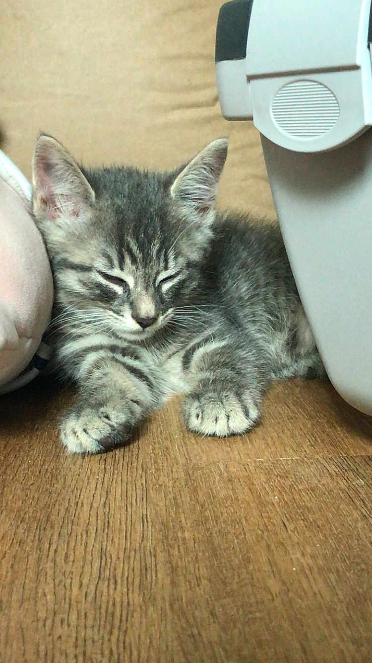 Lharpak a rejoint le concours — aidez-le/la à gagner de superbes lots ! kitten, cat, sleeping, tabby, fur, whiskers, floor, wooden_floor, paw, cute, pet, animal, indoor, resting, cozy, small, feline, close_up, young, nap
