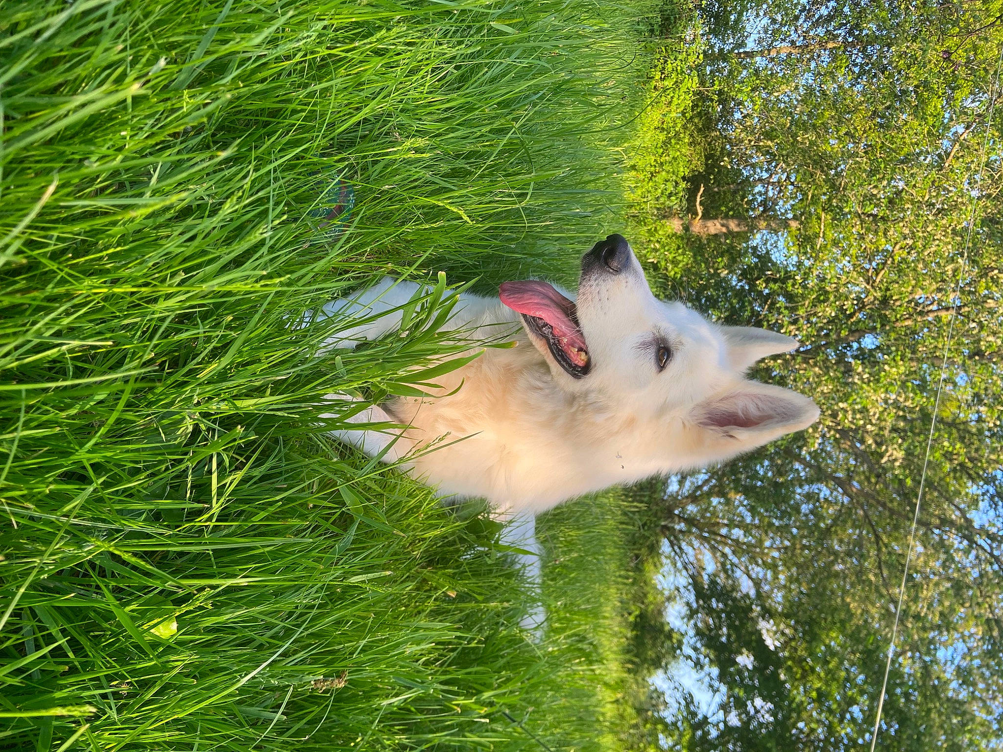Maïko participe au concours pour gagner de l'argent avec cette photo : ancient_dog_breeds, canidae, canis, carnivore, companion_dog, dog, dog_breed, fawn, fur, grass, indian_spitz, non_sporting_group, plant, sky, sporting_group, tail, terrestrial_plant, tree, trunk, wildlife