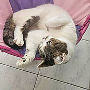Lulu a rejoint le concours — aidez-le/la à gagner de superbes lots ! cat, animal, pet, feline, white, tabby, fur, green_eyes, curled_up, chair, fabric, pink, purple, indoor, tiled_floor, relaxed, cute, whiskers, paw, ears