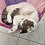 cat, animal, pet, feline, white, tabby, fur, green_eyes, curled_up, chair, fabric, pink, purple, indoor, tiled_floor, relaxed, cute, whiskers, paw, ears