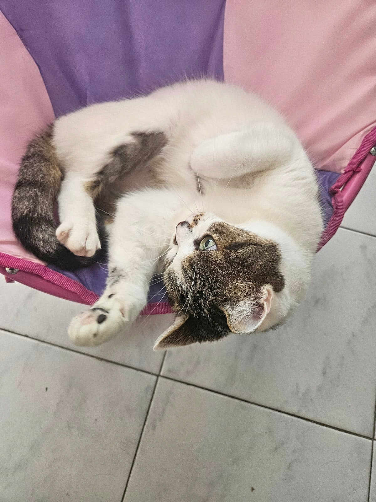 Lulu a rejoint le concours — aidez-le/la à gagner de superbes lots ! cat, animal, pet, feline, white, tabby, fur, green_eyes, curled_up, chair, fabric, pink, purple, indoor, tiled_floor, relaxed, cute, whiskers, paw, ears