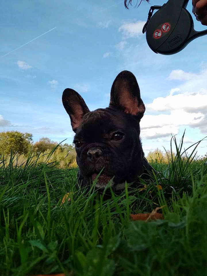 Happy a rejoint le concours — aidez-le/la à gagner de superbes lots ! canidae, carnivore, cloud, companion_dog, dog, dog_breed, fawn, grass, grassland, happy, mammal, molosser, plant, sky, snout, sporting_group, terrestrial_animal, vertebrate, whiskers, working_animal