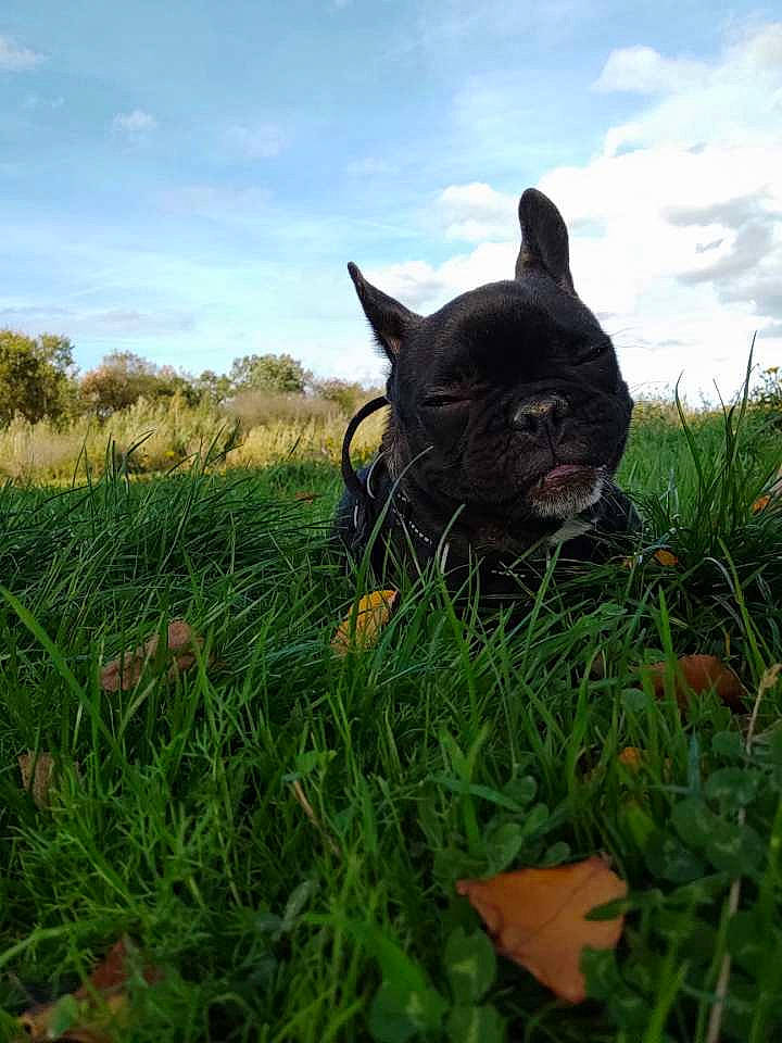 Happy participe au concours pour gagner de l'argent avec cette photo : canidae, carnivore, cloud, companion_dog, dog, dog_breed, fawn, grass, grassland, landscape, pasture, personal_protective_equipment, plant, sky, snout, sporting_group, terrestrial_animal, tree, whiskers, working_animal