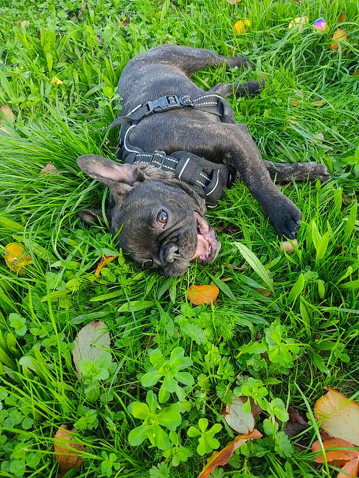 Happy participe au concours pour gagner de l'argent avec cette photo : annual_plant, canidae, carnivore, dog, dog_breed, garden, grass, grass_family, grassland, groundcover, herb, herbaceous_plant, lawn, plant, shrub, snout, sporting_group, tail, terrestrial_animal, working_animal