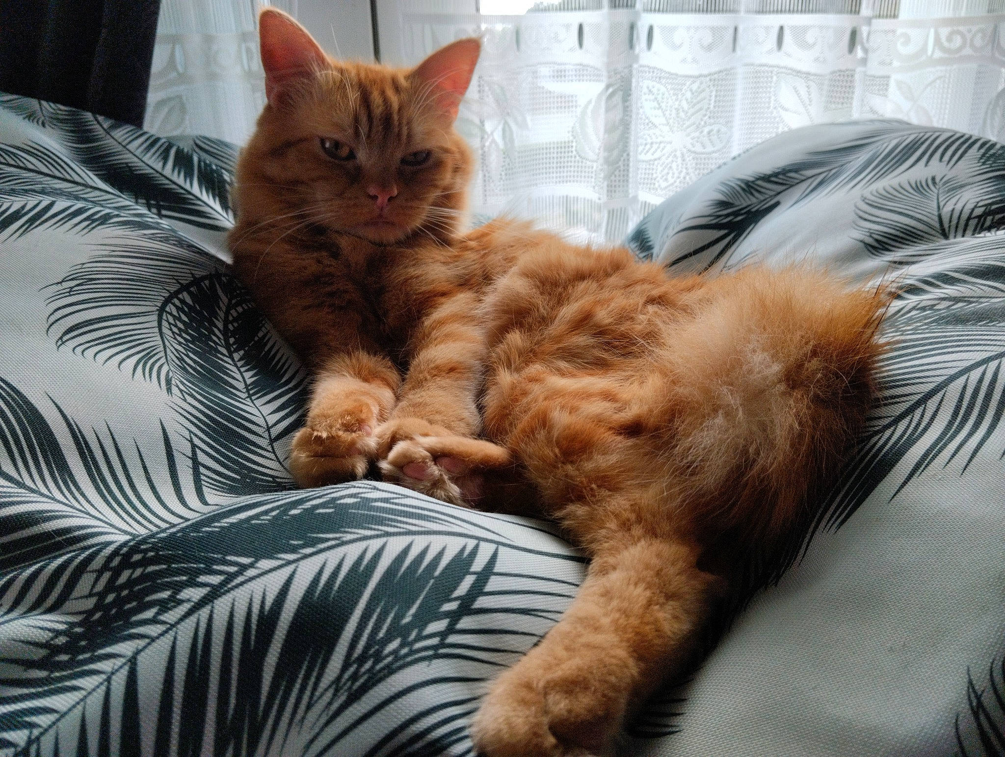 Simba participe au concours pour gagner de l'argent avec cette photo : bed, carnivore, cat, claw, comfort, domestic_short_haired_cat, fawn, felidae, fur, linens, nap, paw, room, small_to_medium_sized_cats, snout, tail, terrestrial_animal, textile, whiskers